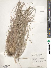 Schizachyrium sanguineum image