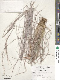 Schizachyrium scoparium image