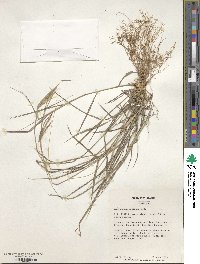 Dichanthium sericeum image