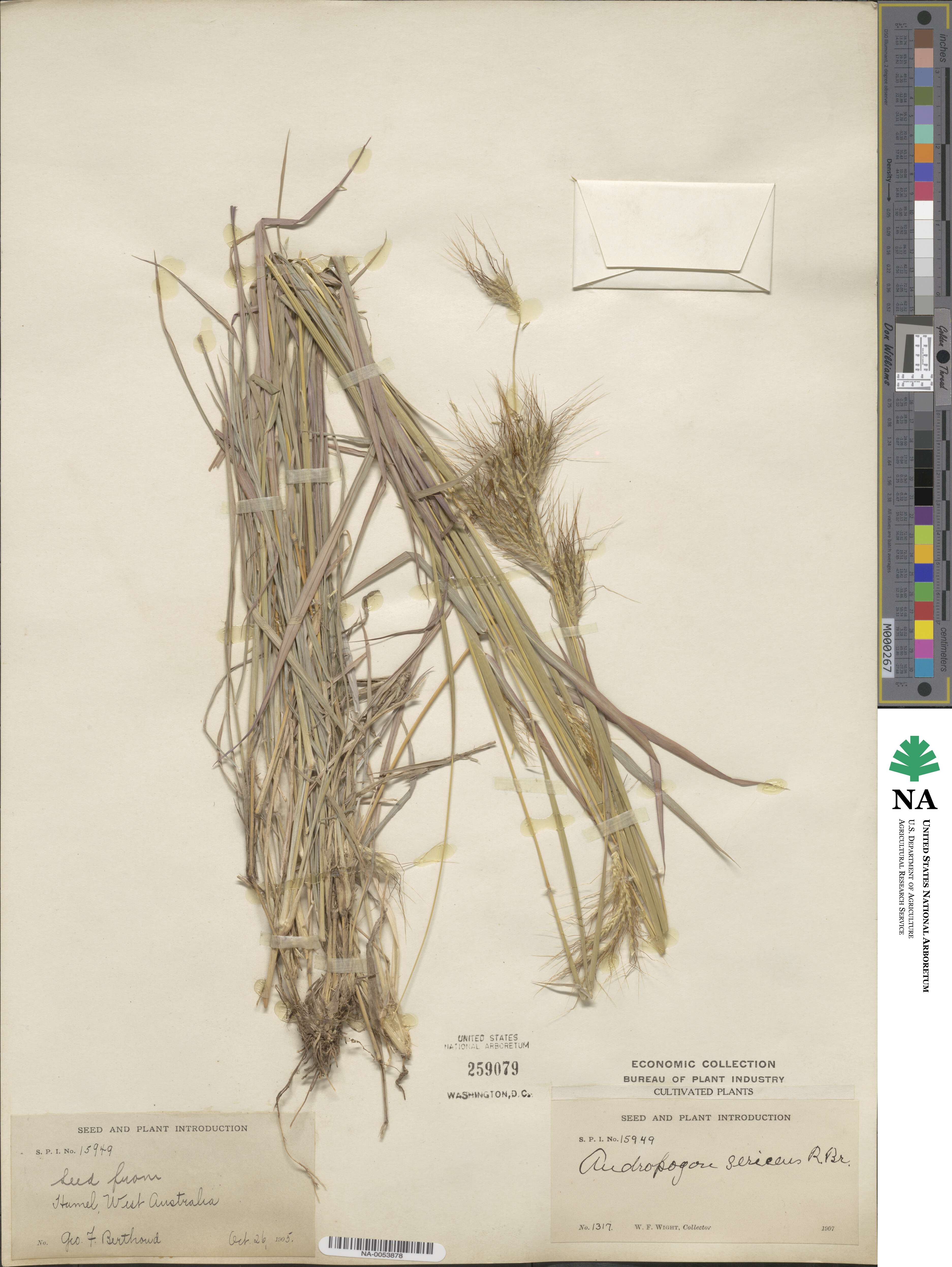 Dichanthium sericeum image