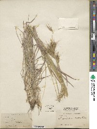 Dichanthium sericeum image