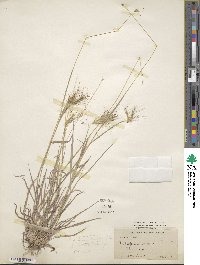 Dichanthium sericeum image