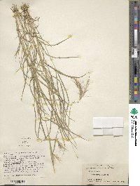 Dichanthium sericeum image