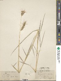 Dichanthium sericeum image