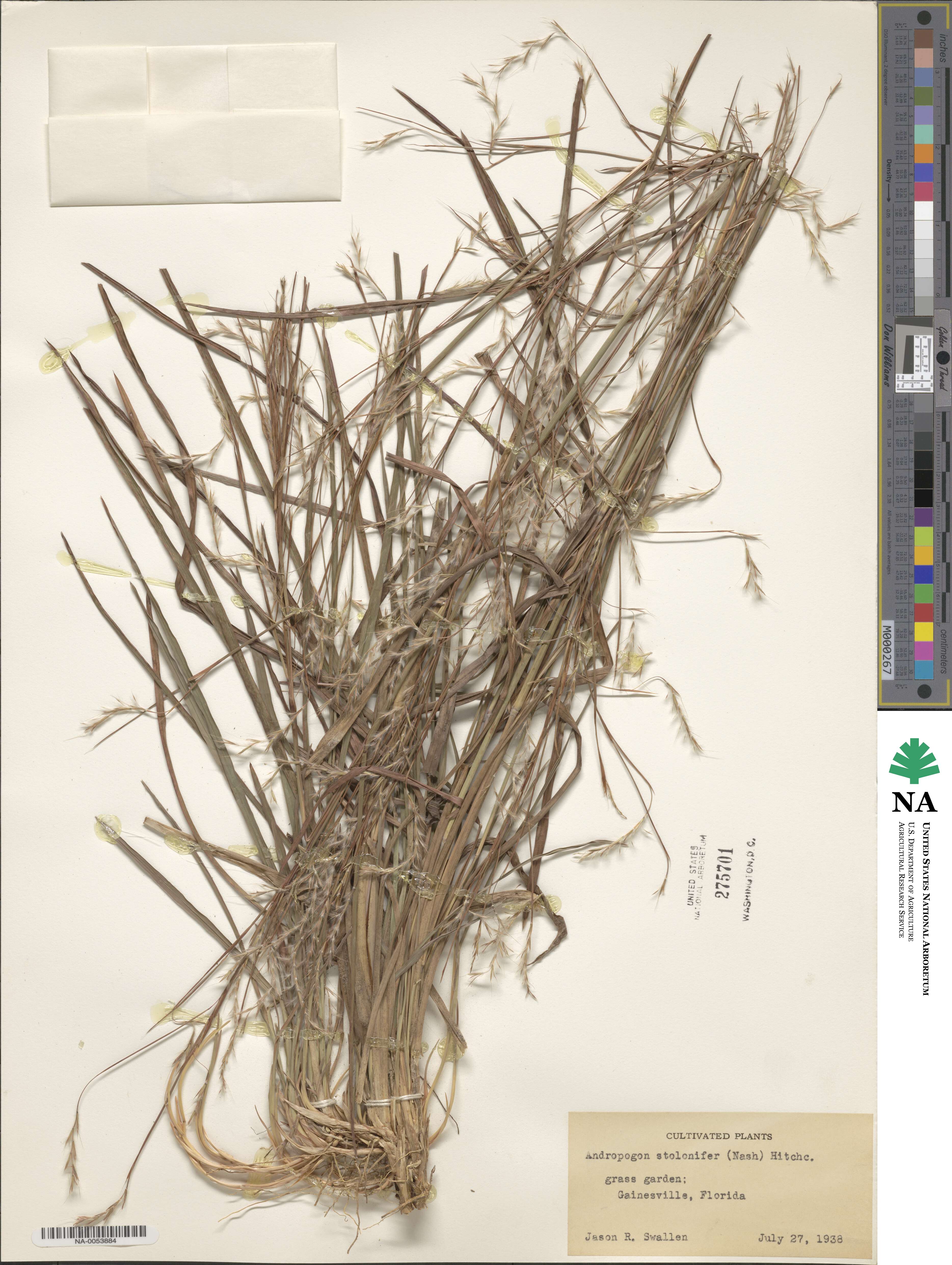 Andropogon stolonifer image