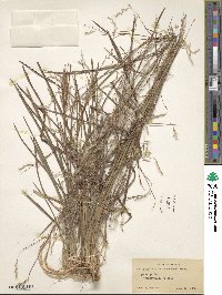 Andropogon stolonifer image