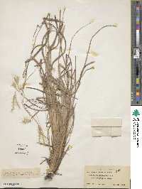 Andropogon ternarius image