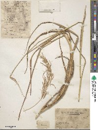 Bothriochloa bladhii image