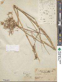 Bothriochloa bladhii image