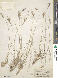 Bothriochloa ischaemum image