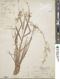 Capillipedium parviflorum image