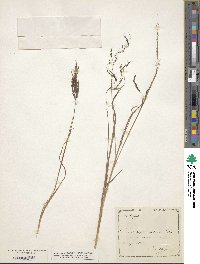 Capillipedium parviflorum image