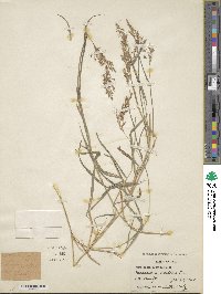 Capillipedium parviflorum var. montanum image