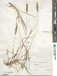 Anthoxanthum odoratum image