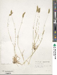 Anthoxanthum odoratum image