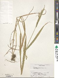 Image of Anthoxanthum japonicum