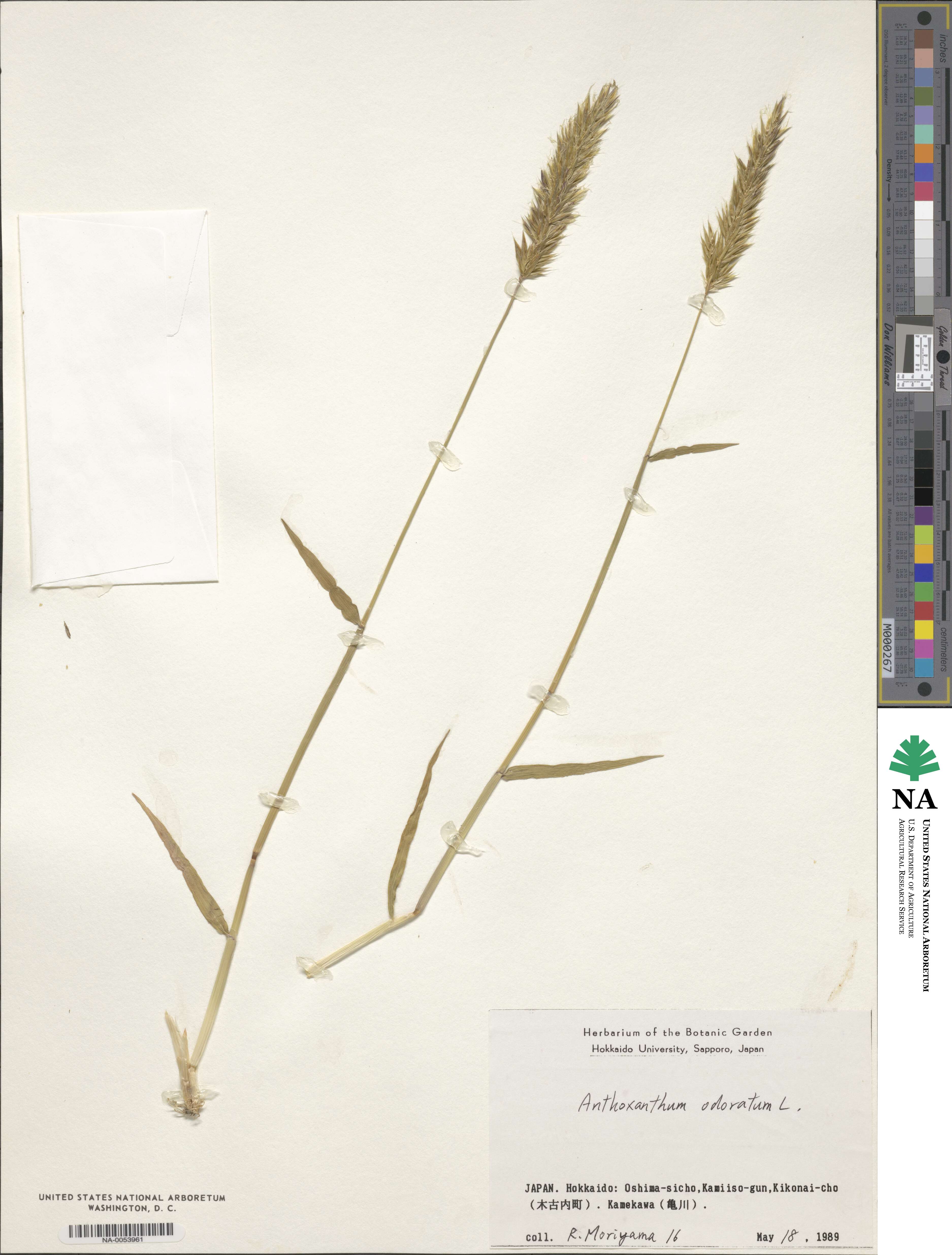 Anthoxanthum image