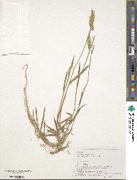 Anthoxanthum nipponicum image