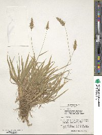 Anthoxanthum odoratum image