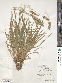 Anthoxanthum odoratum image