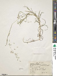 Image of Poa hitchcockiana