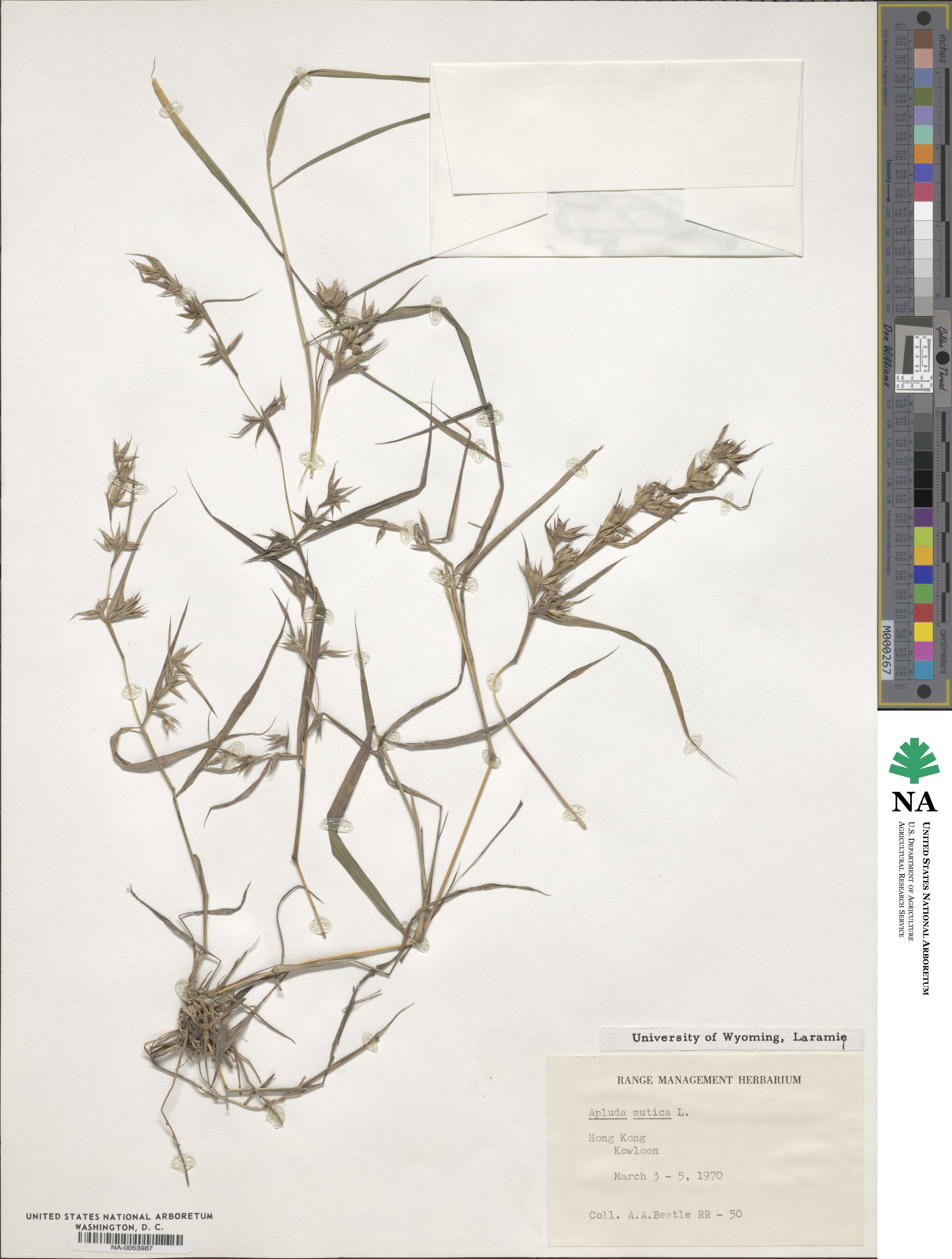 Apluda mutica image