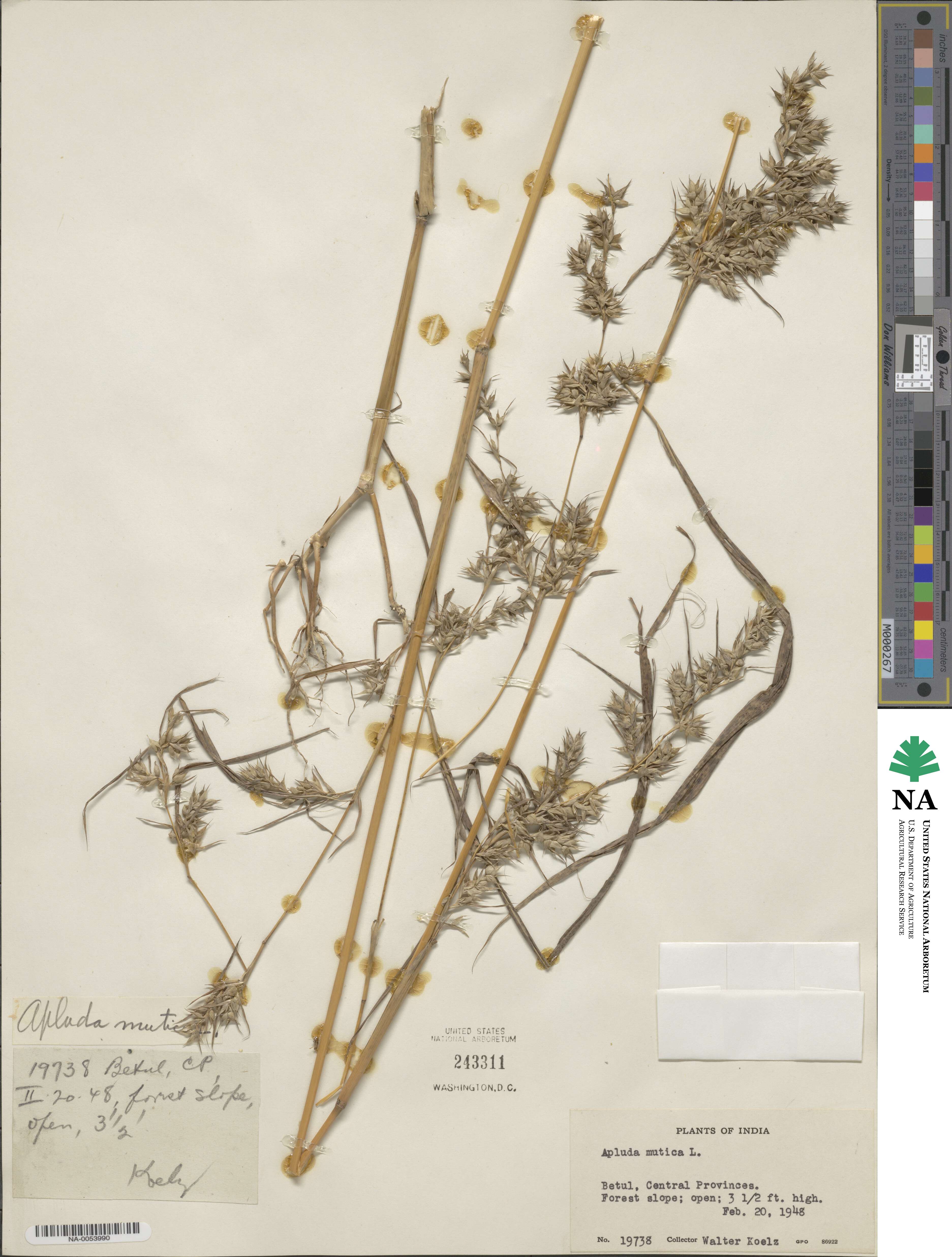 Apluda mutica image