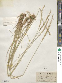 Elymus albicans image