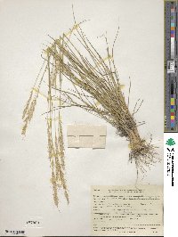 Elymus albicans image