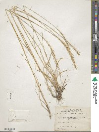 Elymus bakeri image