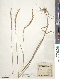 Elymus caninus image