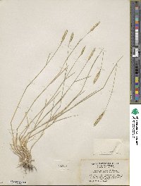 Agropyron cristatum image