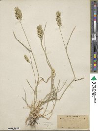 Agropyron cristatum image