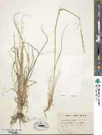 Elymus lanceolatus subsp. lanceolatus image