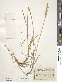 Elymus lanceolatus subsp. lanceolatus image