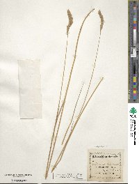 Elymus lanceolatus subsp. lanceolatus image