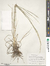 Elymus lanceolatus image