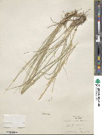 Elymus lanceolatus image