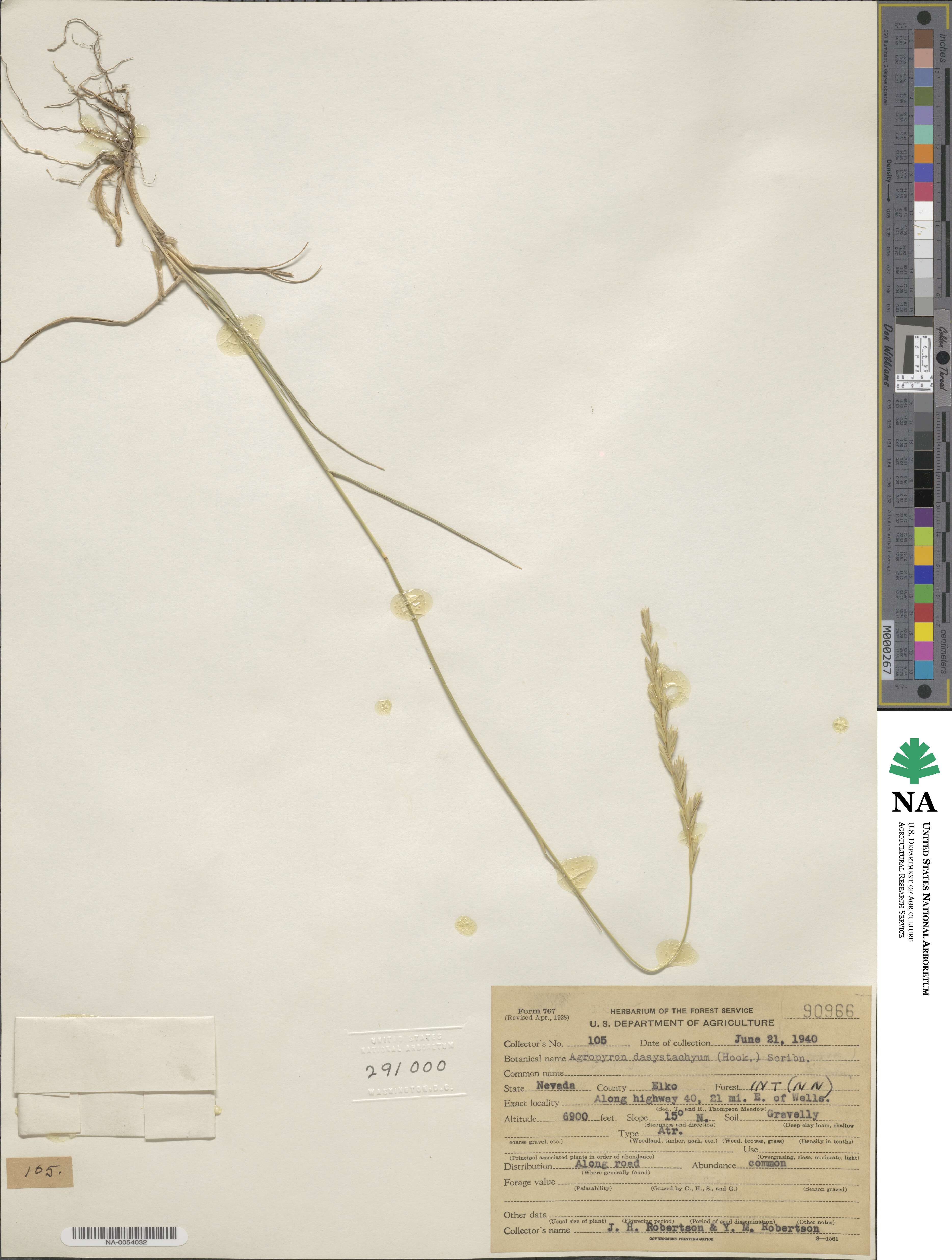 Elymus lanceolatus subsp. lanceolatus image