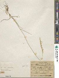 Elymus lanceolatus subsp. lanceolatus image