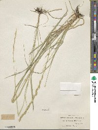 Elymus lanceolatus subsp. lanceolatus image