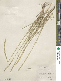 Elymus lanceolatus subsp. lanceolatus image