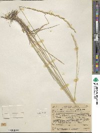 Elymus lanceolatus subsp. lanceolatus image