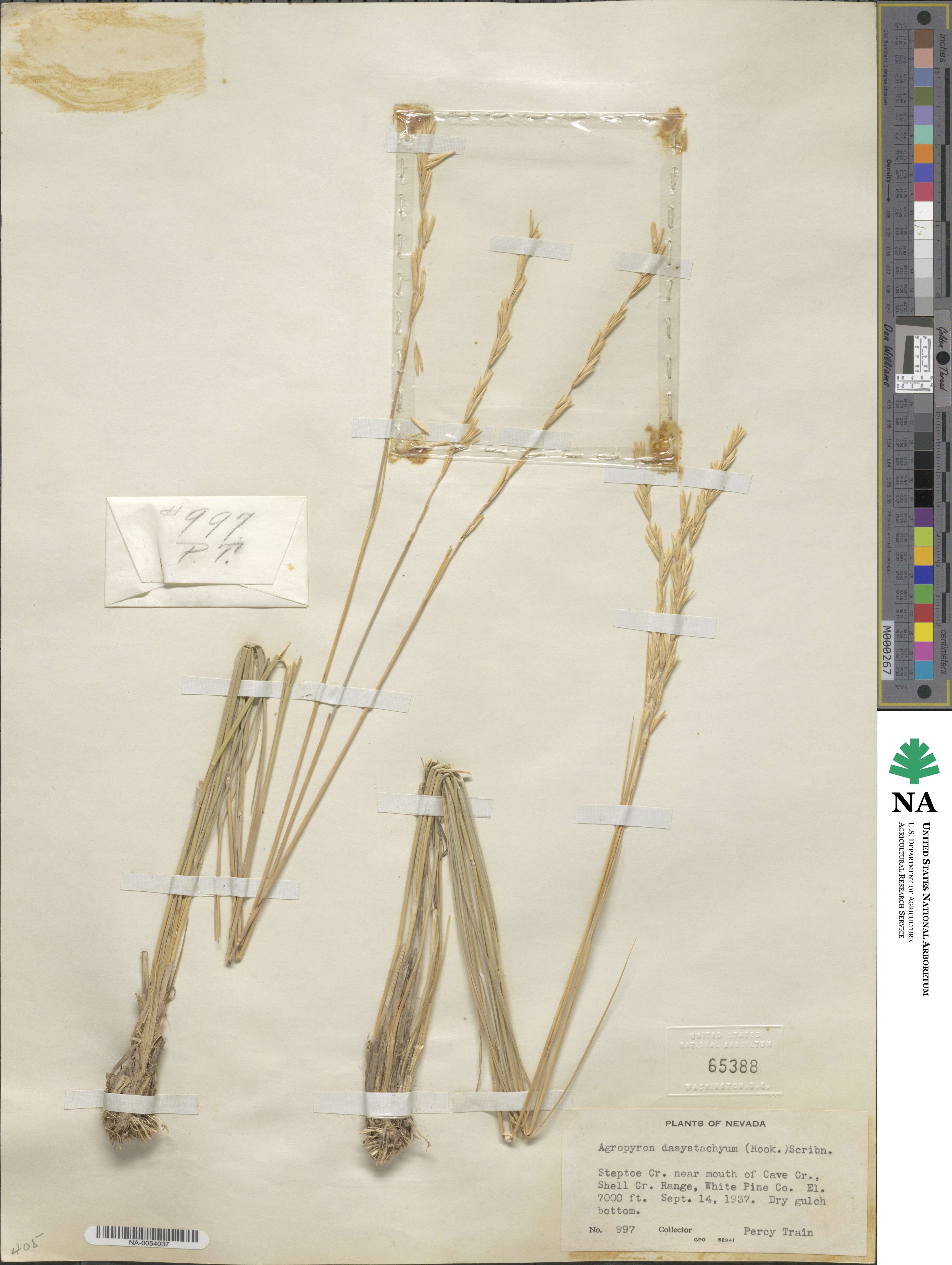 Elymus lanceolatus subsp. lanceolatus image