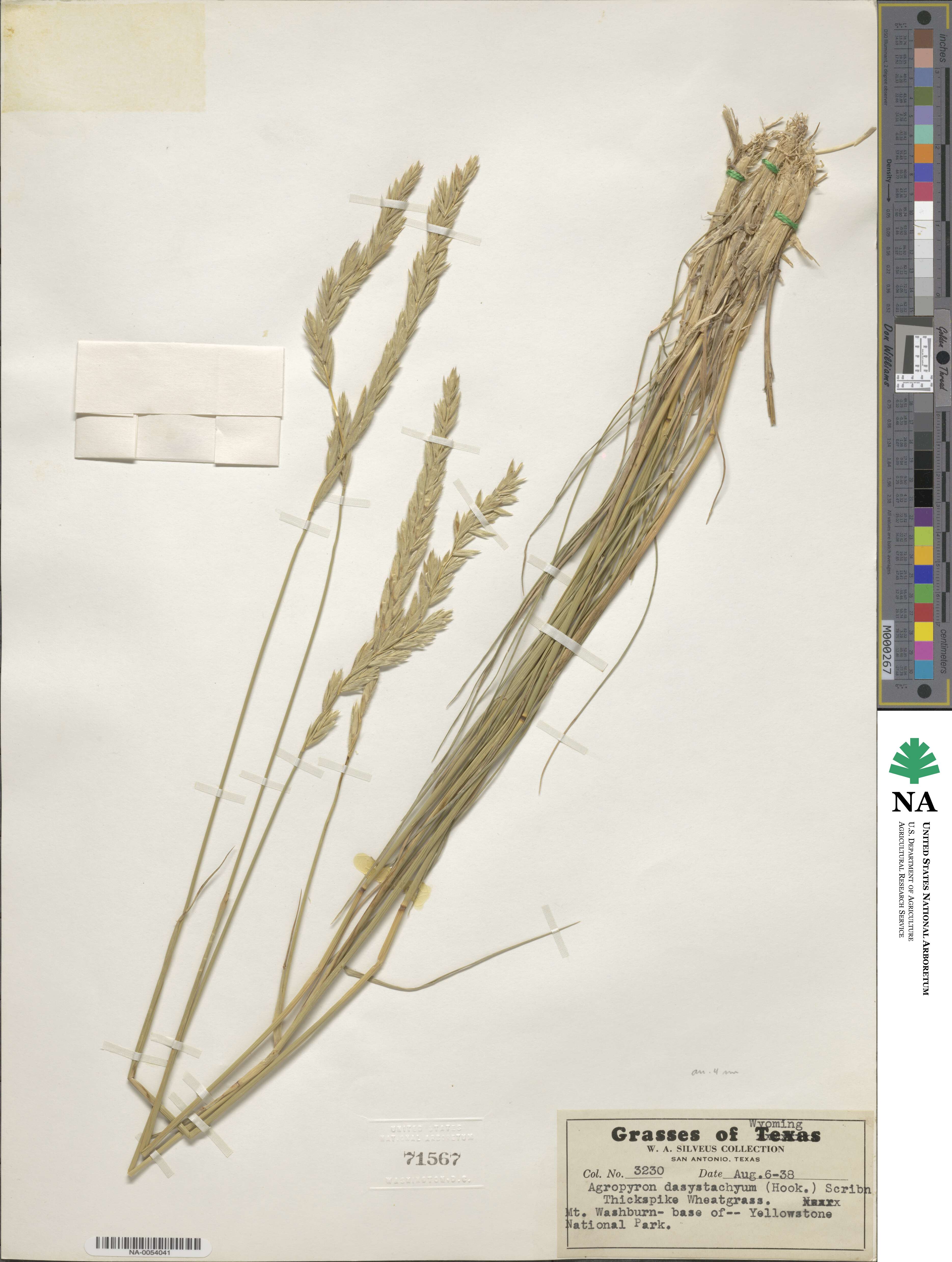 Elymus lanceolatus subsp. lanceolatus image