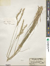 Elymus lanceolatus image