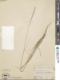 Elymus lanceolatus subsp. riparius image