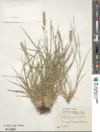 Agropyron desertorum image