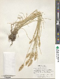 Agropyron desertorum image