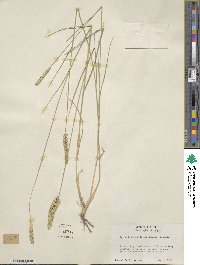 Agropyron desertorum image